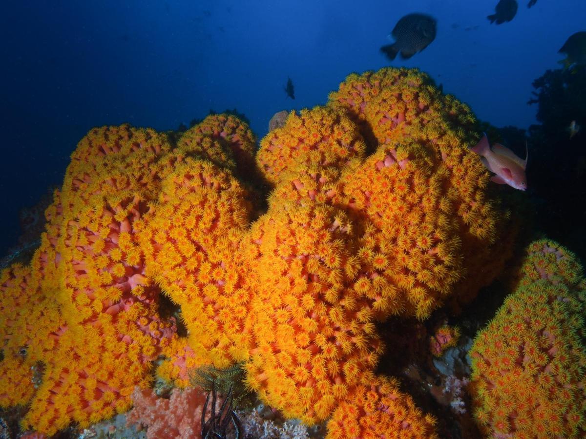 Blue Bay Divers Likupang Bangka Экстерьер фото