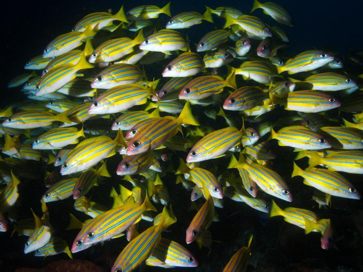 Blue Bay Divers Likupang Bangka Экстерьер фото