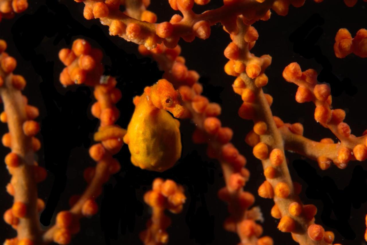 Blue Bay Divers Likupang Bangka Экстерьер фото